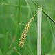 Carex vesicaria