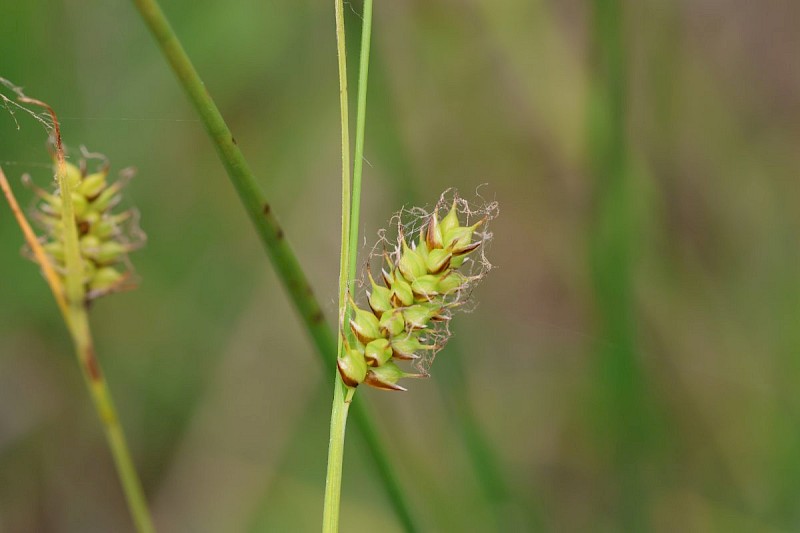 Carex hostiana - © Barry Stewart