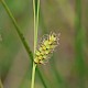 Carex hostiana