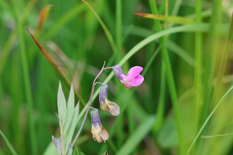 Lathyrus linifolius - © Barry Stewart