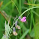 Lathyrus linifolius