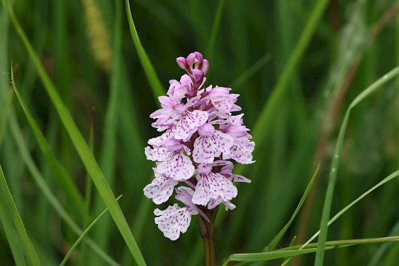 Dactylorhiza maculata - © Barry Stewart