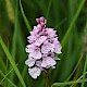 Dactylorhiza maculata