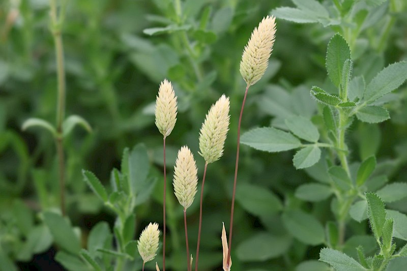 Phleum arenarium - © Barry Stewart