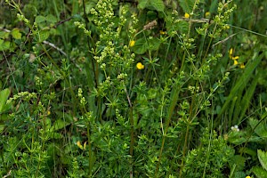 Galium album Hedge Bedstraw