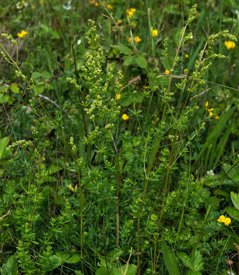 Galium album - © Charles Hipkin