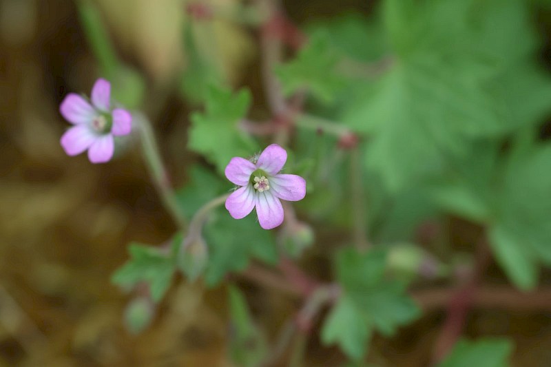 Geranium rotundifolium - © Barry Stewart