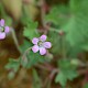 Geranium rotundifolium