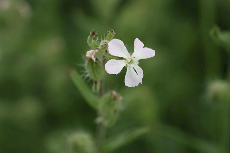 Silene gallica - © Barry Stewart