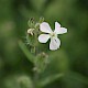 Silene gallica