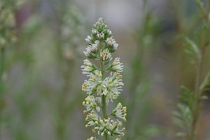 Reseda alba White Mignonette