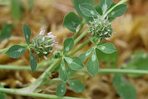 Trifolium glomeratum Clustered Clover