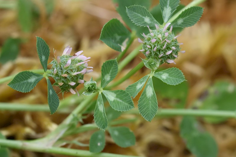 Trifolium glomeratum - © Barry Stewart