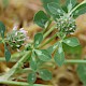 Trifolium glomeratum