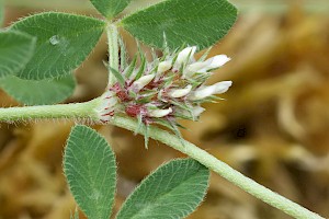 Trifolium scabrum Rough Clover