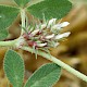 Trifolium scabrum