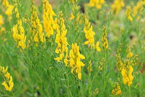 Genista tinctoria Dyer's Greenweed