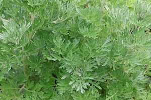 Artemisia absinthium Wormwood