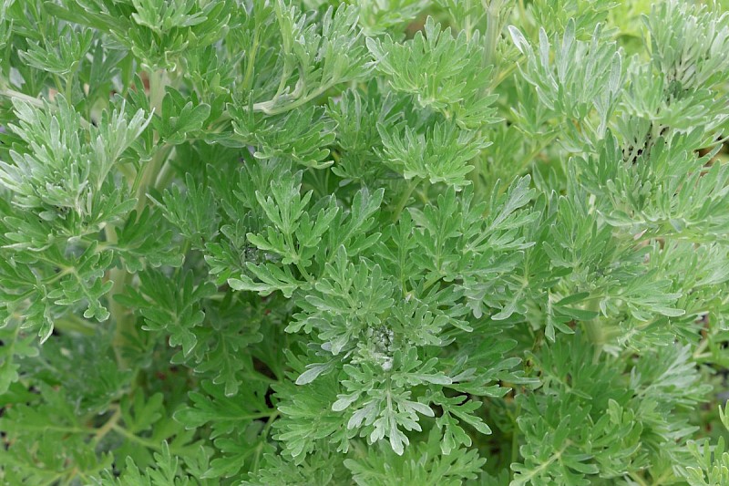 Artemisia absinthium - © Barry Stewart