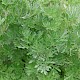 Artemisia absinthium