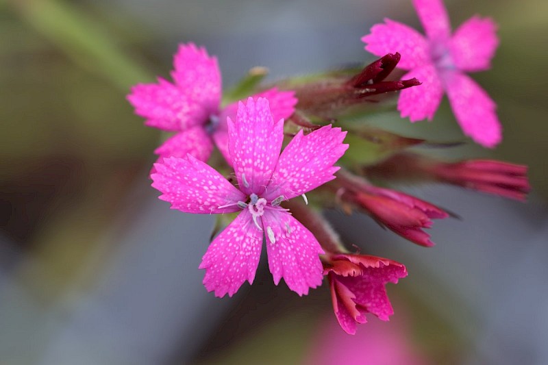 Dianthus armeria - © Barry Stewart