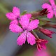 Dianthus armeria