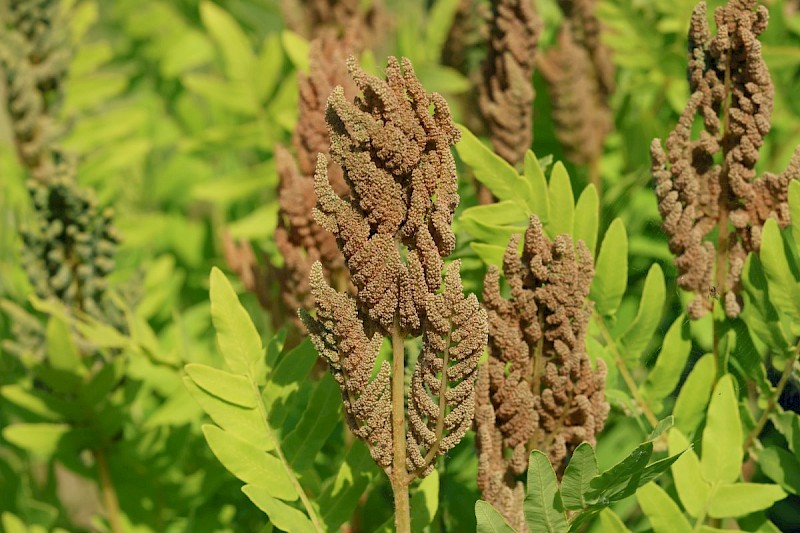 Osmunda regalis - © Barry Stewart