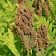 Osmunda regalis