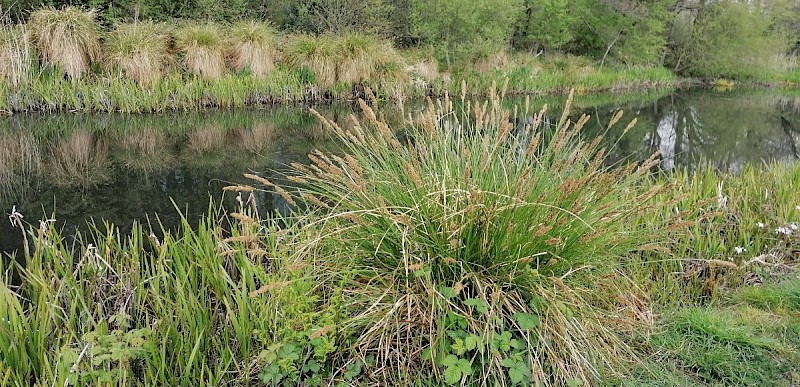 Carex paniculata - © Barry Stewart