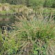 Carex paniculata