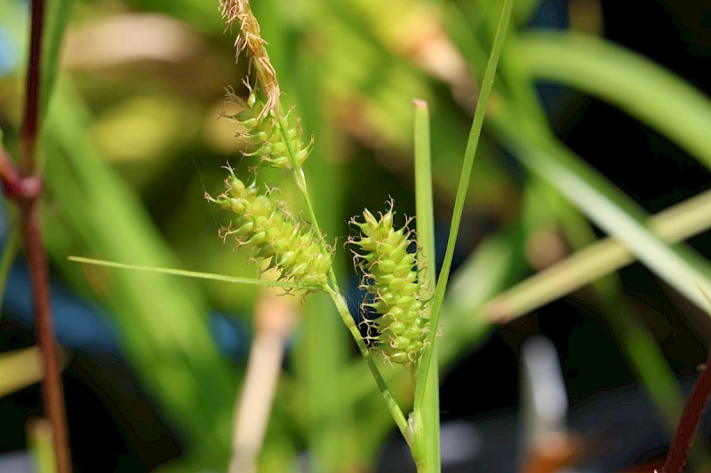 Carex punctata - © Barry Stewart