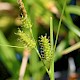 Carex punctata