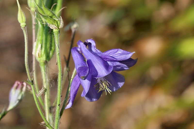 Aquilegia vulgaris - © Barry Stewart