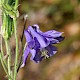 Aquilegia vulgaris