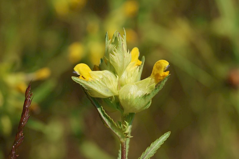 Rhinanthus minor - © Barry Stewart