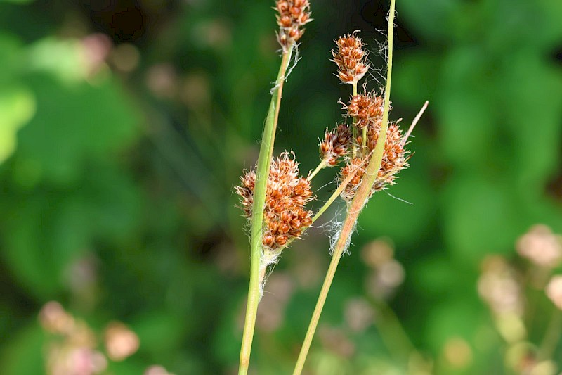 Luzula multiflora - © Barry Stewart