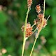 Luzula multiflora