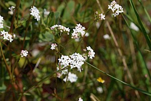 Galium palustre Marsh-bedstraw