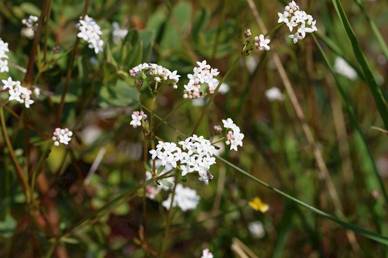 Galium palustre - © Barry Stewart