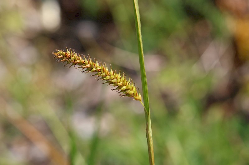 Carex vesicaria - © Barry Stewart