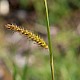 Carex vesicaria