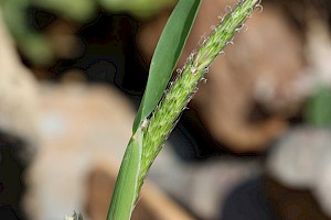 Alopecurus myosuroides Black-grass