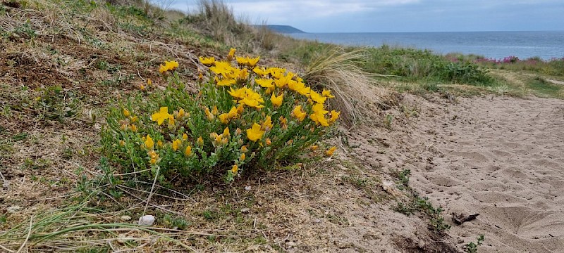 Hypericum olympicum - © Barry Stewart