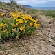 Hypericum olympicum