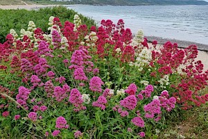 Centranthus ruber Red Valerian