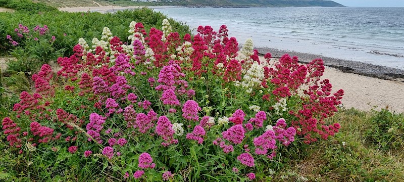 Centranthus ruber - © Barry Stewart