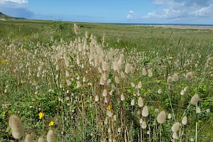 Lagurus ovatus Hare's-tail