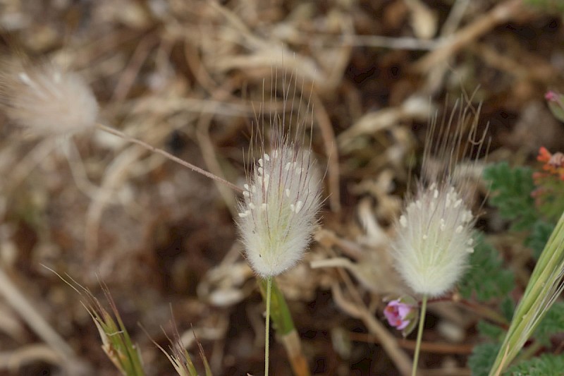 Lagurus ovatus - © Barry Stewart