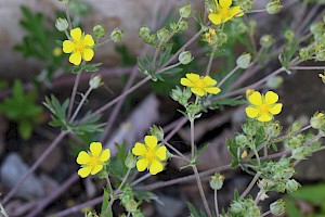 Potentilla argentea Hoary Cinquefoil