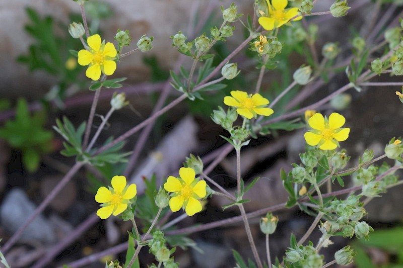 Potentilla argentea - © Barry Stewart